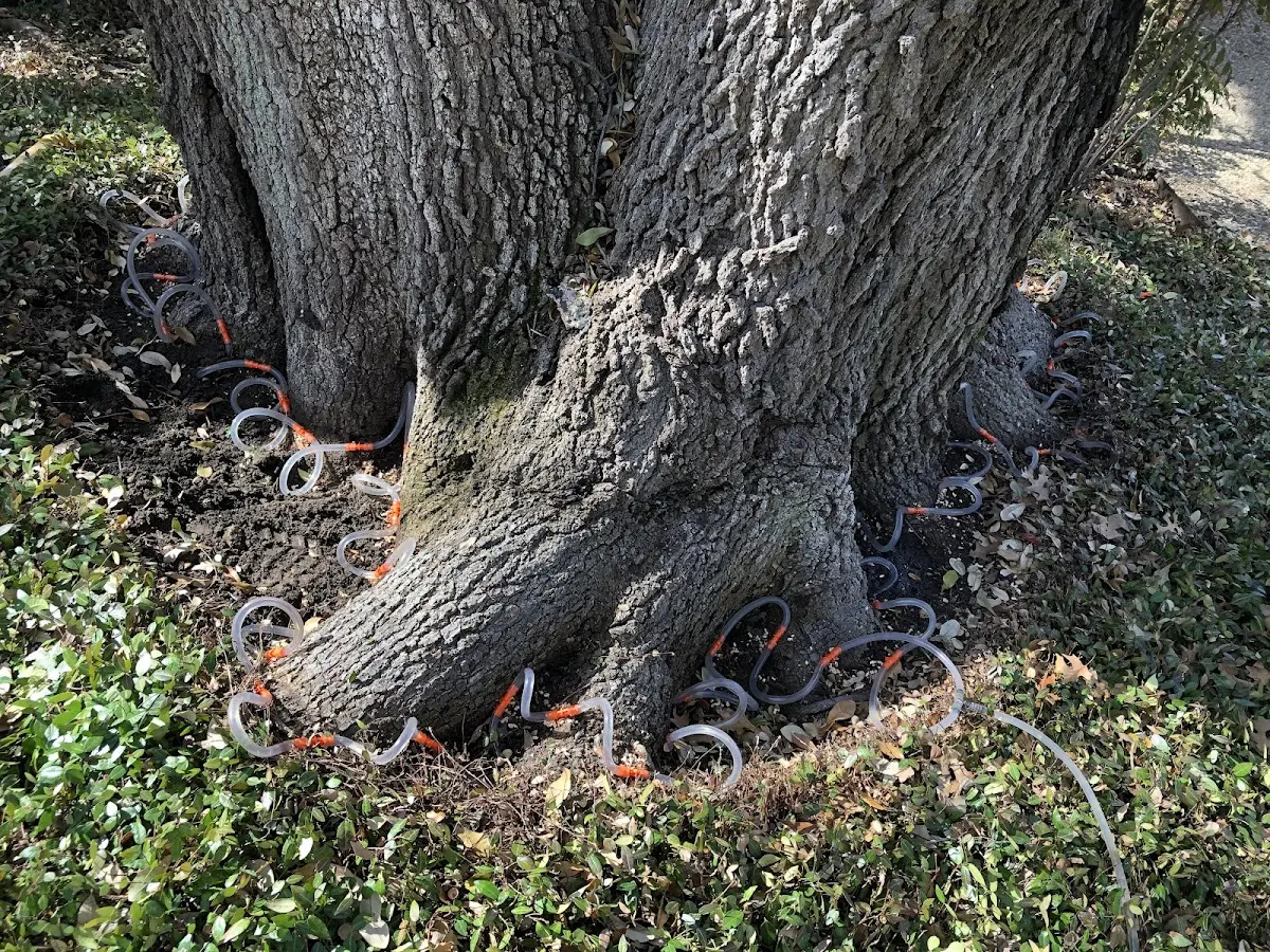 Detailed Tree Cabling and Bracing job site in North Arlington