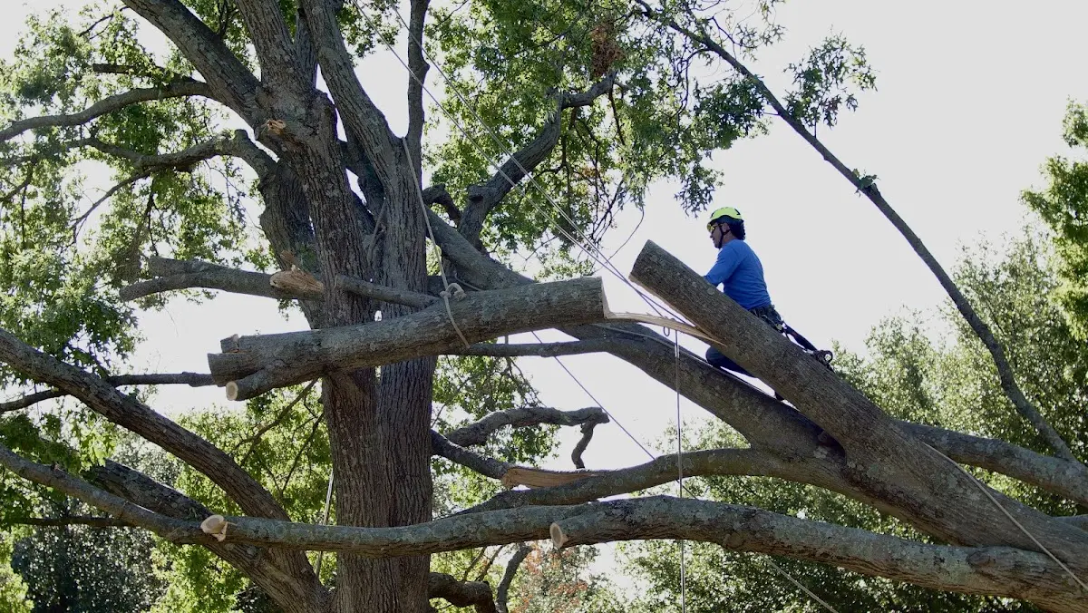 Professional Crown Thinning performed by certified arborists in North Arlington