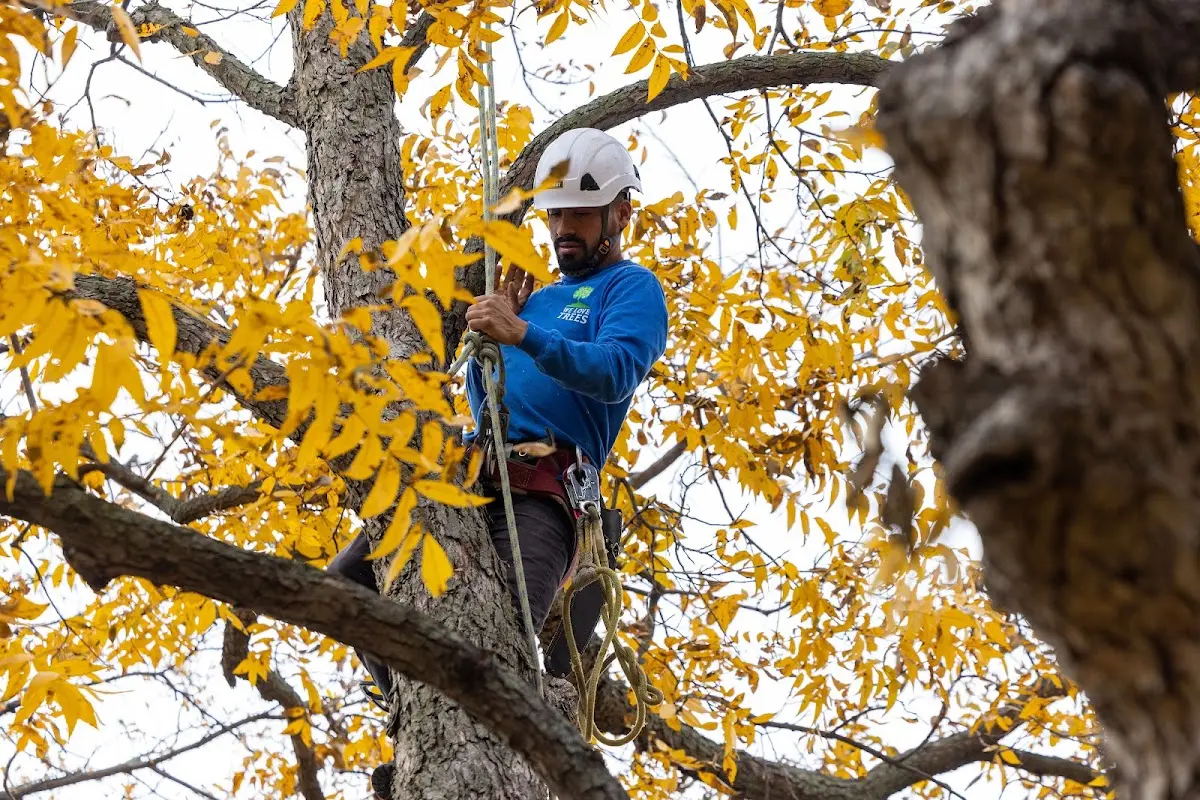 Skilled Tree Pruning crew working in North Arlington