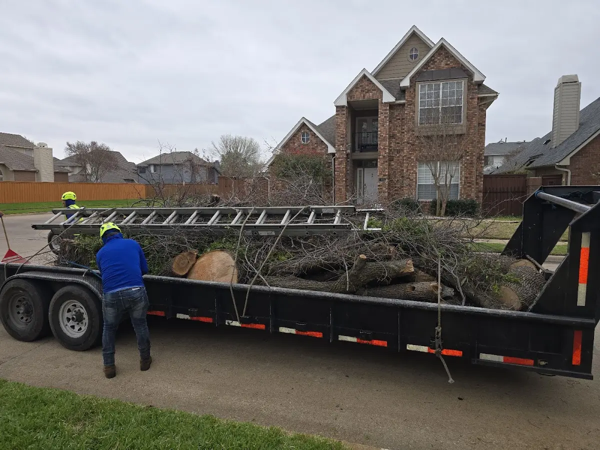 Expert Deadwooding with proper safety equipment in North Arlington